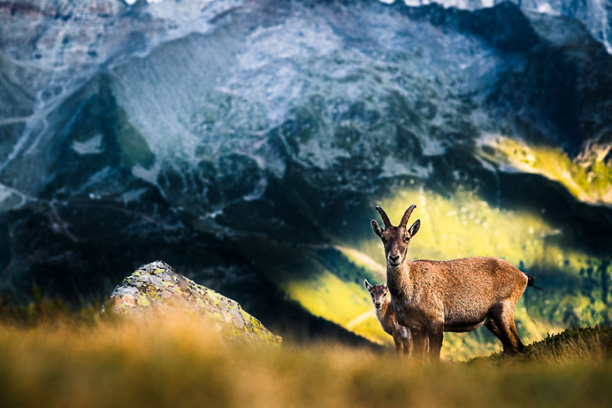 Best Day Hike In Chamonix Best Day Hike In Chamonix