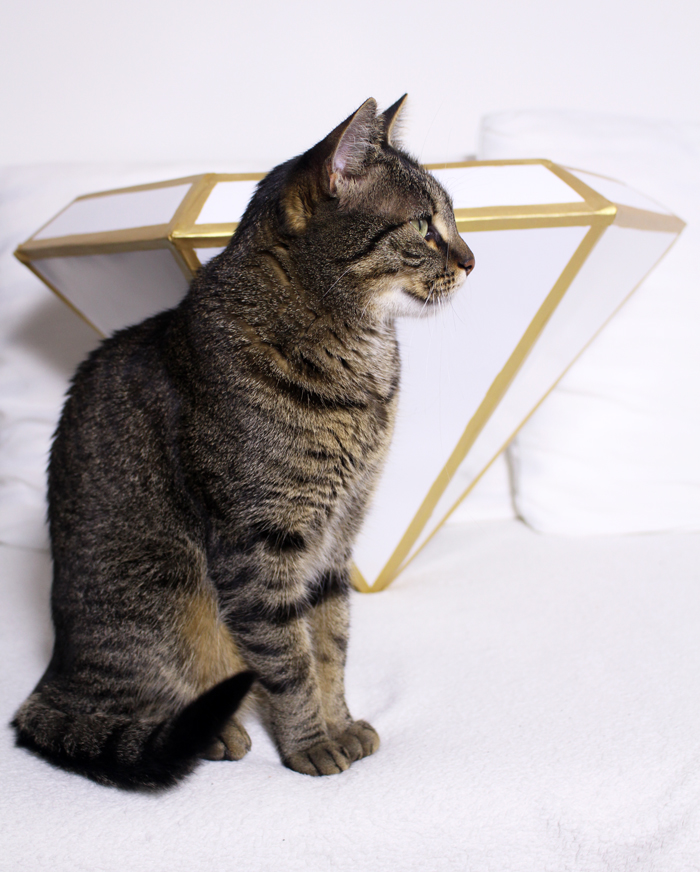 I Made This Diamond Shape Cat House I Made This Diamond Shape Cat House