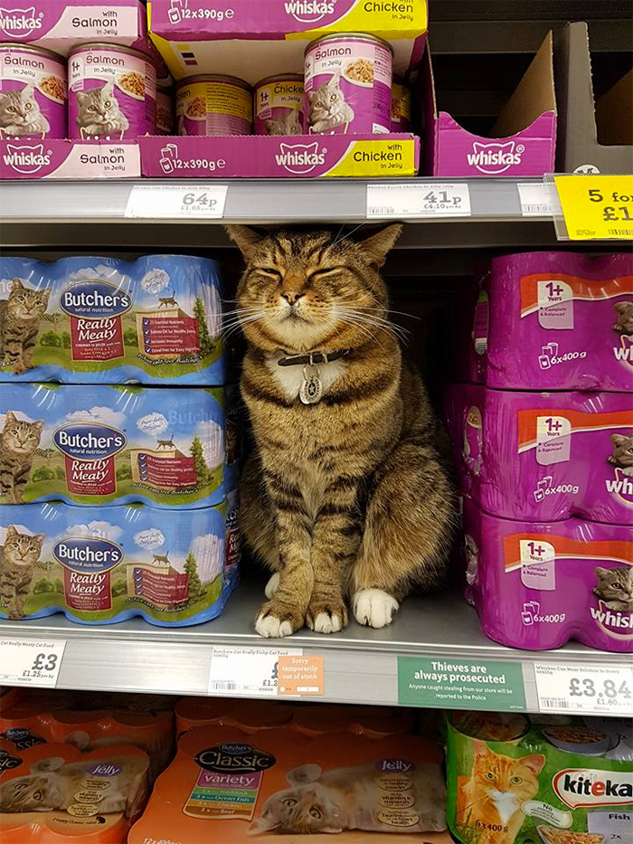 Shoppers Raise £4000 For Bronze Statue Of Brutus The Famous Supermarket Cat Shoppers Raise £4000 For Bronze Statue Of Brutus The Famous Supermarket Cat
