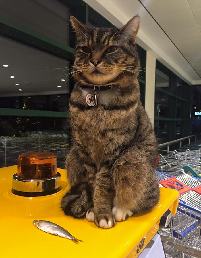 Shoppers Raise £4000 For Bronze Statue Of Brutus The Famous Supermarket Cat Shoppers Raise £4000 For Bronze Statue Of Brutus The Famous Supermarket Cat