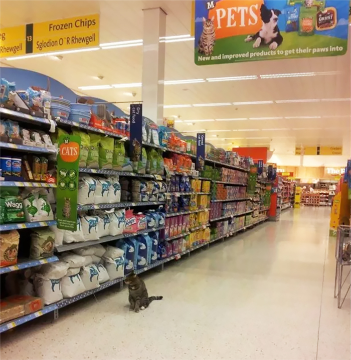 Shoppers Raise £4000 For Bronze Statue Of Brutus The Famous Supermarket Cat Shoppers Raise £4000 For Bronze Statue Of Brutus The Famous Supermarket Cat