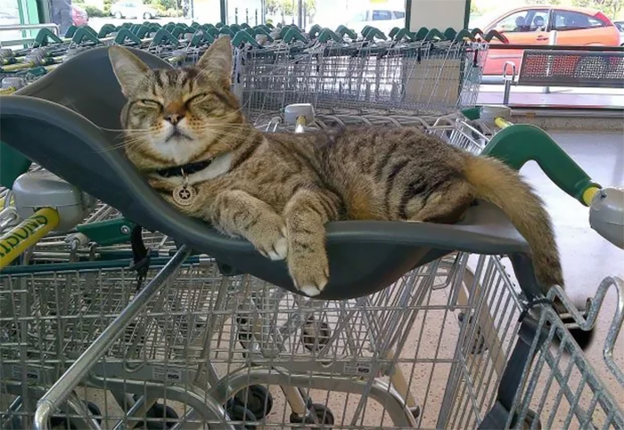 Shoppers Raise £4000 For Bronze Statue Of Brutus The Famous Supermarket Cat Shoppers Raise £4000 For Bronze Statue Of Brutus The Famous Supermarket Cat