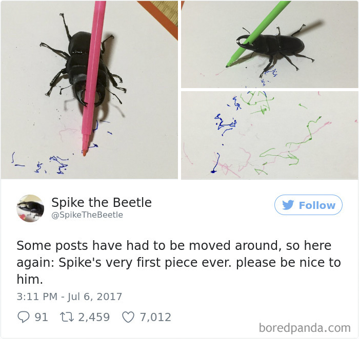 Woman Has Stag Beetle As A Pet And Her Tweets Will Make Your Day Woman Has Stag Beetle As A Pet And Her Tweets Will Make Your Day