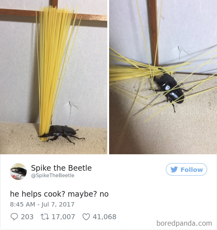 Woman Has Stag Beetle As A Pet And Her Tweets Will Make Your Day Woman Has Stag Beetle As A Pet And Her Tweets Will Make Your Day
