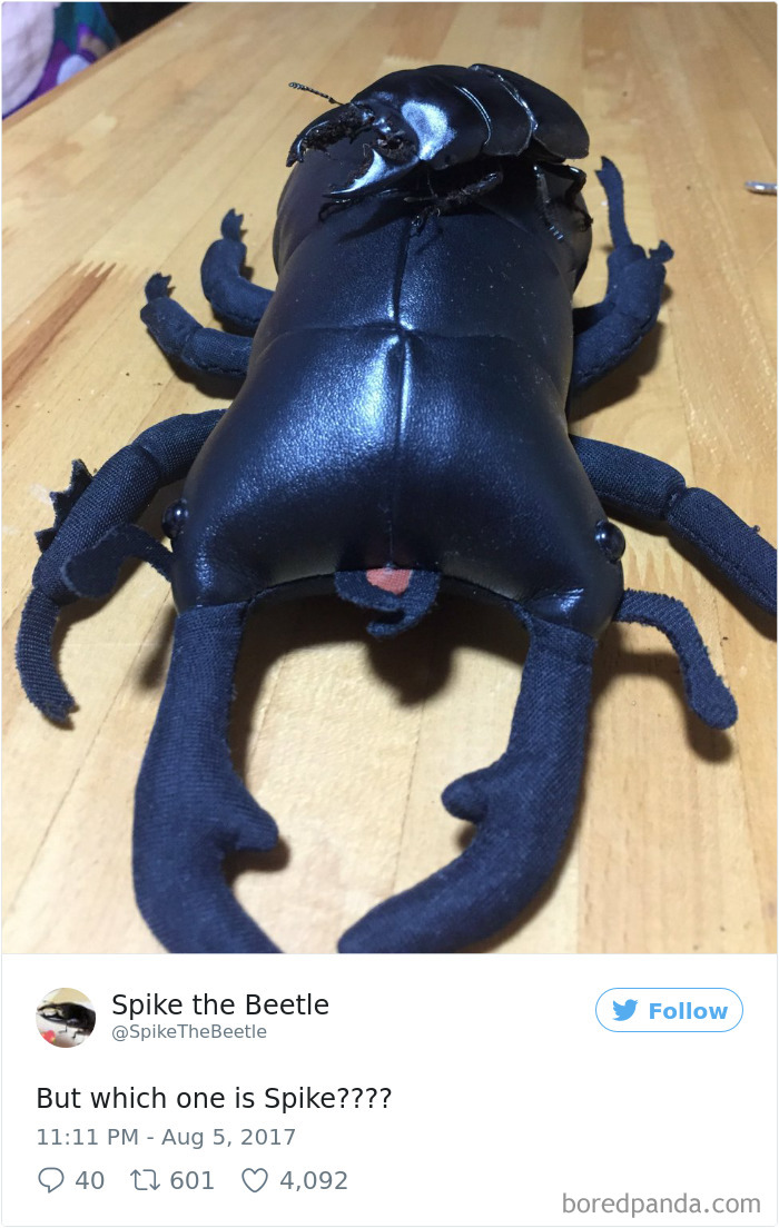 Woman Has Stag Beetle As A Pet And Her Tweets Will Make Your Day Woman Has Stag Beetle As A Pet And Her Tweets Will Make Your Day