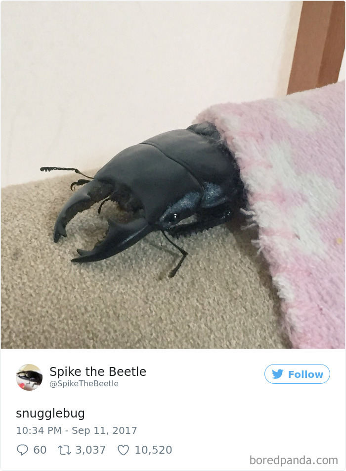 Woman Has Stag Beetle As A Pet And Her Tweets Will Make Your Day Woman Has Stag Beetle As A Pet And Her Tweets Will Make Your Day