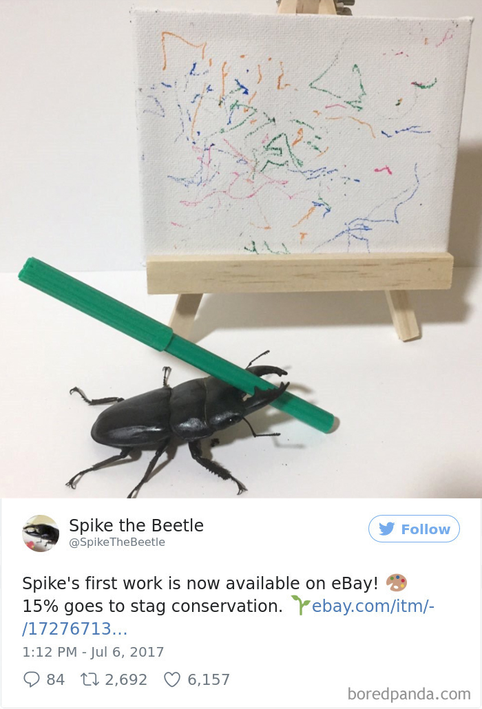 Woman Has Stag Beetle As A Pet And Her Tweets Will Make Your Day Woman Has Stag Beetle As A Pet And Her Tweets Will Make Your Day