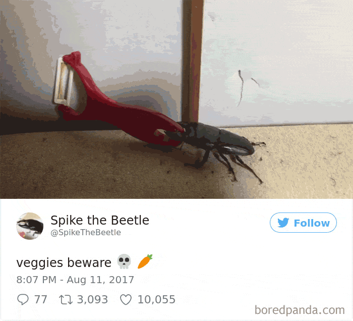 Woman Has Stag Beetle As A Pet And Her Tweets Will Make Your Day Woman Has Stag Beetle As A Pet And Her Tweets Will Make Your Day