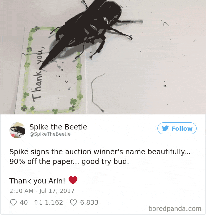 Woman Has Stag Beetle As A Pet And Her Tweets Will Make Your Day Woman Has Stag Beetle As A Pet And Her Tweets Will Make Your Day