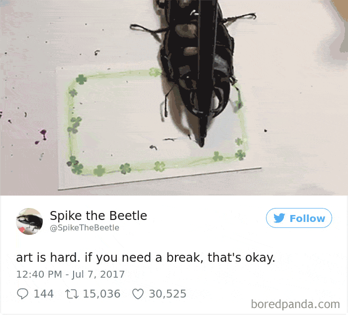 Woman Has Stag Beetle As A Pet And Her Tweets Will Make Your Day Woman Has Stag Beetle As A Pet And Her Tweets Will Make Your Day
