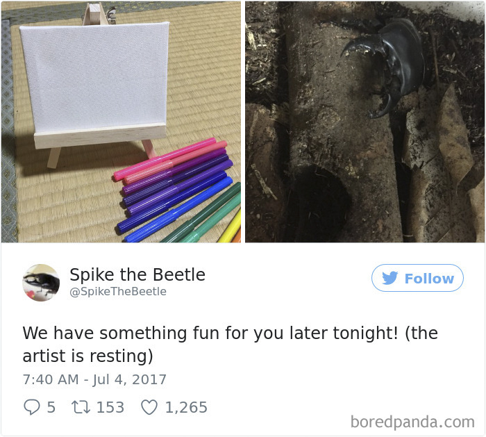 Woman Has Stag Beetle As A Pet And Her Tweets Will Make Your Day Woman Has Stag Beetle As A Pet And Her Tweets Will Make Your Day