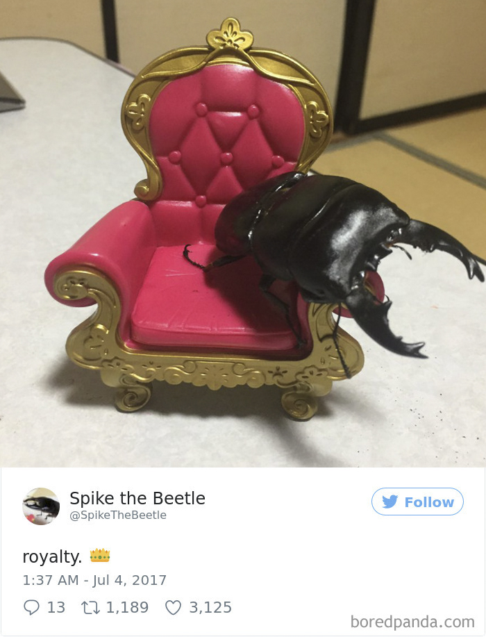 Woman Has Stag Beetle As A Pet And Her Tweets Will Make Your Day Woman Has Stag Beetle As A Pet And Her Tweets Will Make Your Day