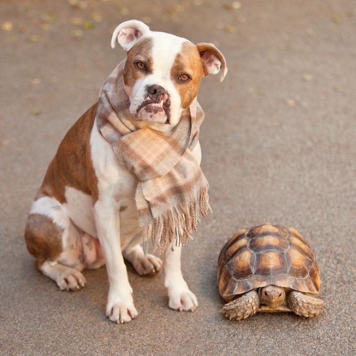 This Unexpected Friendship Between A Dog And A Turtle Is The Sweetest Thing You’ll See Today This Unexpected Friendship Between A Dog And A Turtle Is The Sweetest Thing You’ll See Today