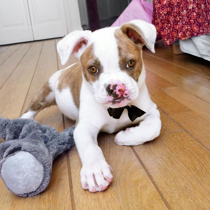 This Unexpected Friendship Between A Dog And A Turtle Is The Sweetest Thing You’ll See Today This Unexpected Friendship Between A Dog And A Turtle Is The Sweetest Thing You’ll See Today