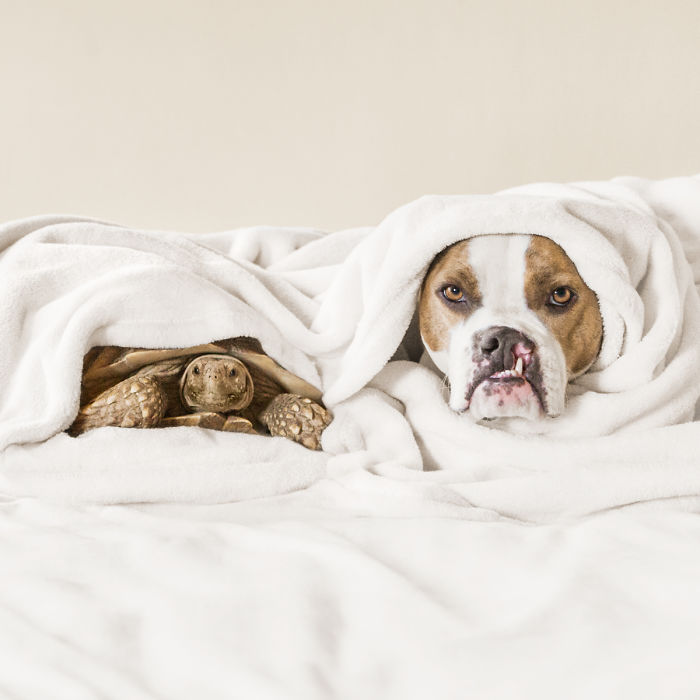 This Unexpected Friendship Between A Dog And A Turtle Is The Sweetest Thing You’ll See Today This Unexpected Friendship Between A Dog And A Turtle Is The Sweetest Thing You’ll See Today