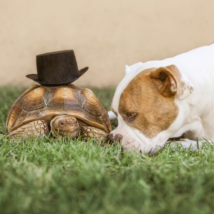 This Unexpected Friendship Between A Dog And A Turtle Is The Sweetest Thing You’ll See Today This Unexpected Friendship Between A Dog And A Turtle Is The Sweetest Thing You’ll See Today