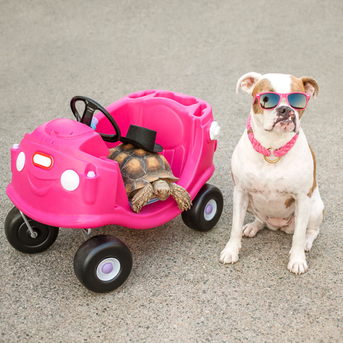 This Unexpected Friendship Between A Dog And A Turtle Is The Sweetest Thing You’ll See Today This Unexpected Friendship Between A Dog And A Turtle Is The Sweetest Thing You’ll See Today