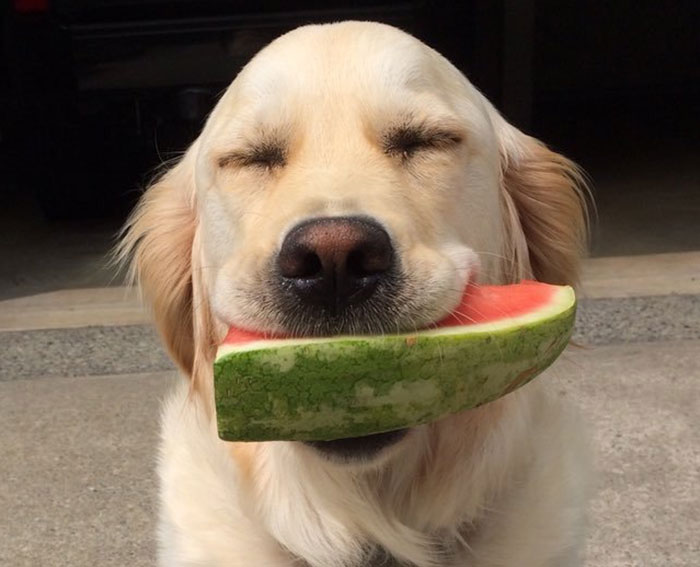 182 Of The Funniest Dog Thoughts That Dog Owners Will Understand Too Well 182 Of The Funniest Dog Thoughts That Dog Owners Will Understand Too Well