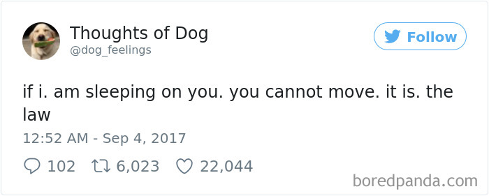 182 Of The Funniest Dog Thoughts That Dog Owners Will Understand Too Well 182 Of The Funniest Dog Thoughts That Dog Owners Will Understand Too Well