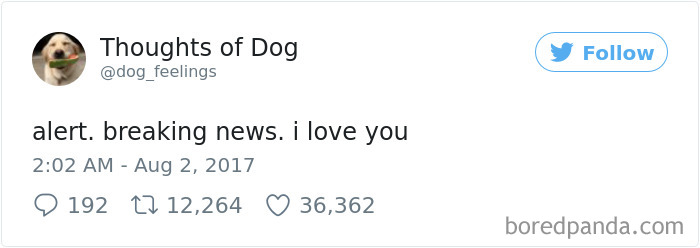 182 Of The Funniest Dog Thoughts That Dog Owners Will Understand Too Well 182 Of The Funniest Dog Thoughts That Dog Owners Will Understand Too Well