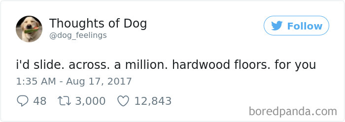 182 Of The Funniest Dog Thoughts That Dog Owners Will Understand Too Well 182 Of The Funniest Dog Thoughts That Dog Owners Will Understand Too Well