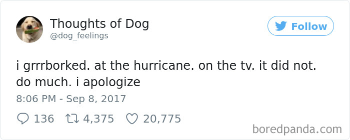 182 Of The Funniest Dog Thoughts That Dog Owners Will Understand Too Well 182 Of The Funniest Dog Thoughts That Dog Owners Will Understand Too Well