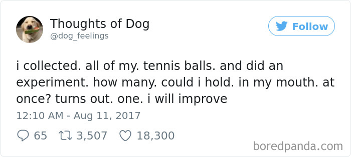 182 Of The Funniest Dog Thoughts That Dog Owners Will Understand Too Well 182 Of The Funniest Dog Thoughts That Dog Owners Will Understand Too Well