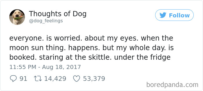 182 Of The Funniest Dog Thoughts That Dog Owners Will Understand Too Well 182 Of The Funniest Dog Thoughts That Dog Owners Will Understand Too Well