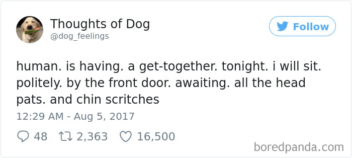 182 Of The Funniest Dog Thoughts That Dog Owners Will Understand Too Well 182 Of The Funniest Dog Thoughts That Dog Owners Will Understand Too Well