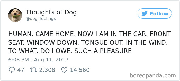 182 Of The Funniest Dog Thoughts That Dog Owners Will Understand Too Well 182 Of The Funniest Dog Thoughts That Dog Owners Will Understand Too Well