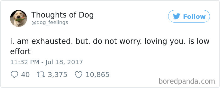 182 Of The Funniest Dog Thoughts That Dog Owners Will Understand Too Well 182 Of The Funniest Dog Thoughts That Dog Owners Will Understand Too Well