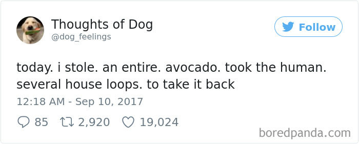 182 Of The Funniest Dog Thoughts That Dog Owners Will Understand Too Well 182 Of The Funniest Dog Thoughts That Dog Owners Will Understand Too Well
