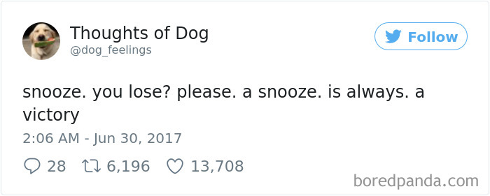 182 Of The Funniest Dog Thoughts That Dog Owners Will Understand Too Well 182 Of The Funniest Dog Thoughts That Dog Owners Will Understand Too Well