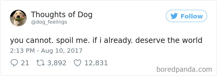 182 Of The Funniest Dog Thoughts That Dog Owners Will Understand Too Well 182 Of The Funniest Dog Thoughts That Dog Owners Will Understand Too Well