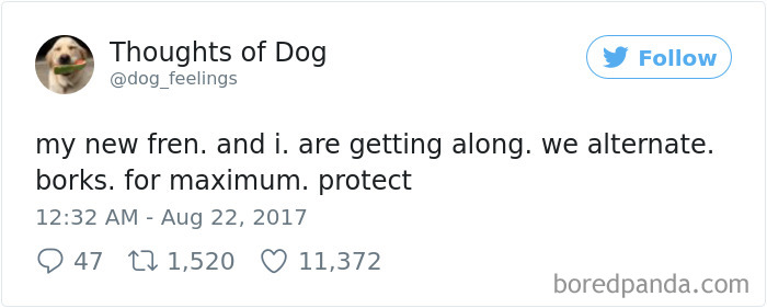 182 Of The Funniest Dog Thoughts That Dog Owners Will Understand Too Well 182 Of The Funniest Dog Thoughts That Dog Owners Will Understand Too Well