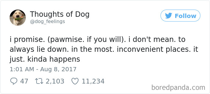 182 Of The Funniest Dog Thoughts That Dog Owners Will Understand Too Well 182 Of The Funniest Dog Thoughts That Dog Owners Will Understand Too Well