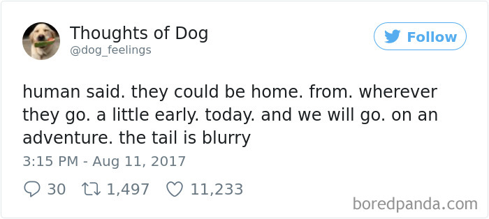 182 Of The Funniest Dog Thoughts That Dog Owners Will Understand Too Well 182 Of The Funniest Dog Thoughts That Dog Owners Will Understand Too Well