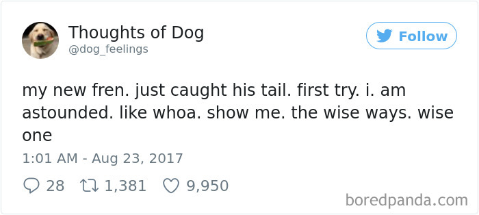 182 Of The Funniest Dog Thoughts That Dog Owners Will Understand Too Well 182 Of The Funniest Dog Thoughts That Dog Owners Will Understand Too Well