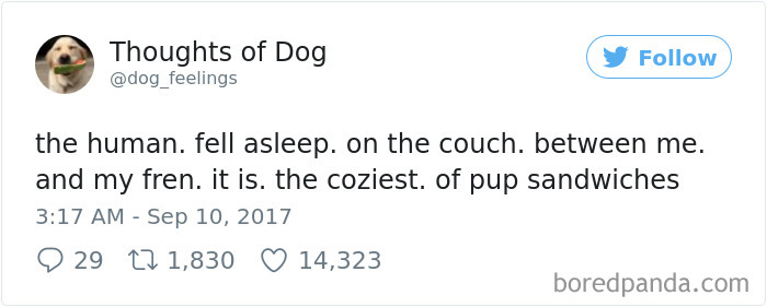 182 Of The Funniest Dog Thoughts That Dog Owners Will Understand Too Well 182 Of The Funniest Dog Thoughts That Dog Owners Will Understand Too Well