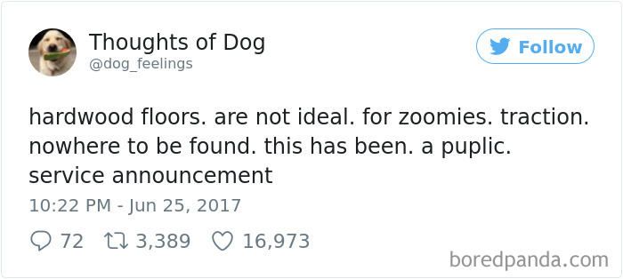 182 Of The Funniest Dog Thoughts That Dog Owners Will Understand Too Well 182 Of The Funniest Dog Thoughts That Dog Owners Will Understand Too Well