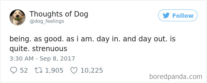 182 Of The Funniest Dog Thoughts That Dog Owners Will Understand Too Well 182 Of The Funniest Dog Thoughts That Dog Owners Will Understand Too Well