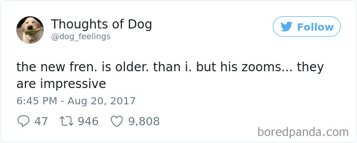 182 Of The Funniest Dog Thoughts That Dog Owners Will Understand Too Well 182 Of The Funniest Dog Thoughts That Dog Owners Will Understand Too Well