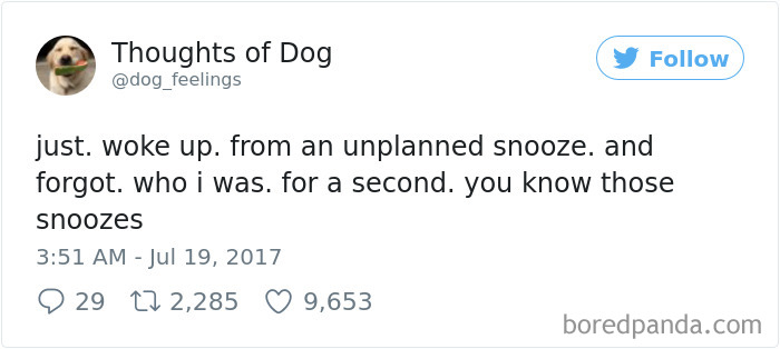 182 Of The Funniest Dog Thoughts That Dog Owners Will Understand Too Well 182 Of The Funniest Dog Thoughts That Dog Owners Will Understand Too Well