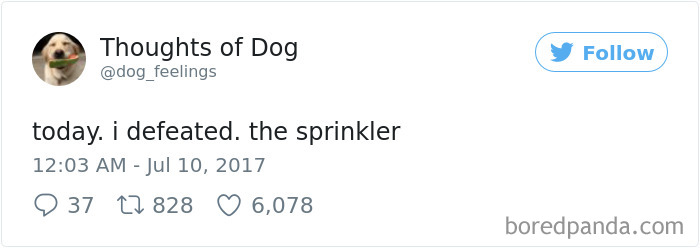 182 Of The Funniest Dog Thoughts That Dog Owners Will Understand Too Well 182 Of The Funniest Dog Thoughts That Dog Owners Will Understand Too Well