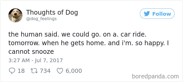 182 Of The Funniest Dog Thoughts That Dog Owners Will Understand Too Well 182 Of The Funniest Dog Thoughts That Dog Owners Will Understand Too Well