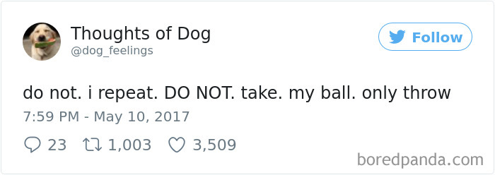 182 Of The Funniest Dog Thoughts That Dog Owners Will Understand Too Well 182 Of The Funniest Dog Thoughts That Dog Owners Will Understand Too Well