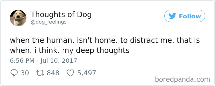 182 Of The Funniest Dog Thoughts That Dog Owners Will Understand Too Well 182 Of The Funniest Dog Thoughts That Dog Owners Will Understand Too Well