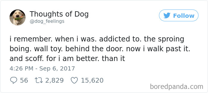 182 Of The Funniest Dog Thoughts That Dog Owners Will Understand Too Well 182 Of The Funniest Dog Thoughts That Dog Owners Will Understand Too Well