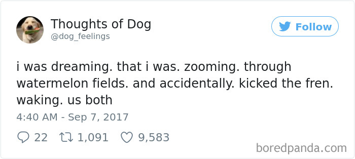 182 Of The Funniest Dog Thoughts That Dog Owners Will Understand Too Well 182 Of The Funniest Dog Thoughts That Dog Owners Will Understand Too Well