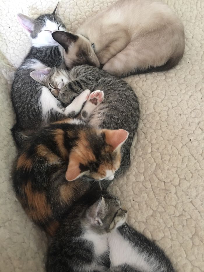 Pet Owners Who Have 3 Or More Pets, Share Your Pics With Us Pet Owners Who Have 3 Or More Pets, Share Your Pics With Us